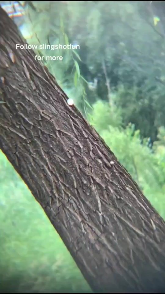 TikTok video thumbnail by slingshotfun