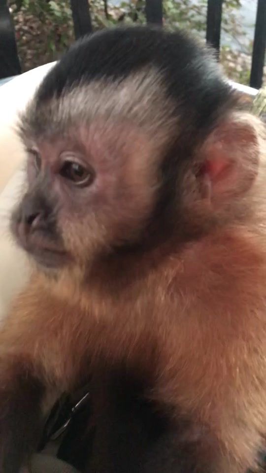 TikTok video thumbnail by jojothecapuchin