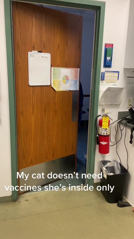 TikTok video thumbnail by deerrunpets
