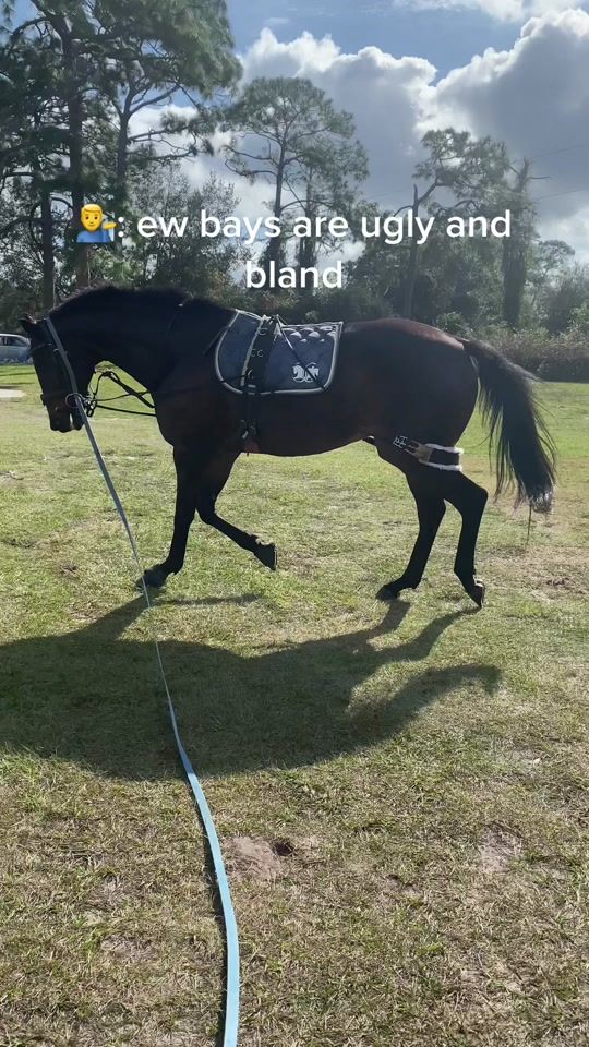 TikTok video thumbnail by equestrian_strides