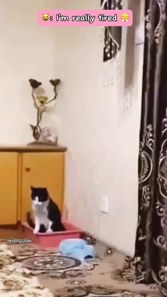 TikTok video thumbnail by hong22086