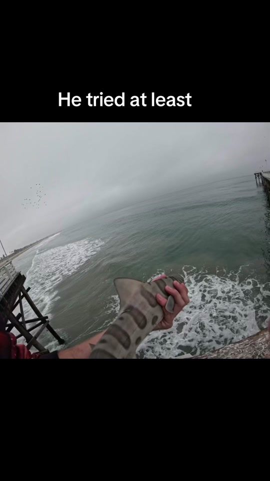 TikTok video thumbnail by elusive.turtle