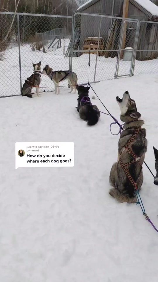 TikTok video thumbnail by yukikazesiberians