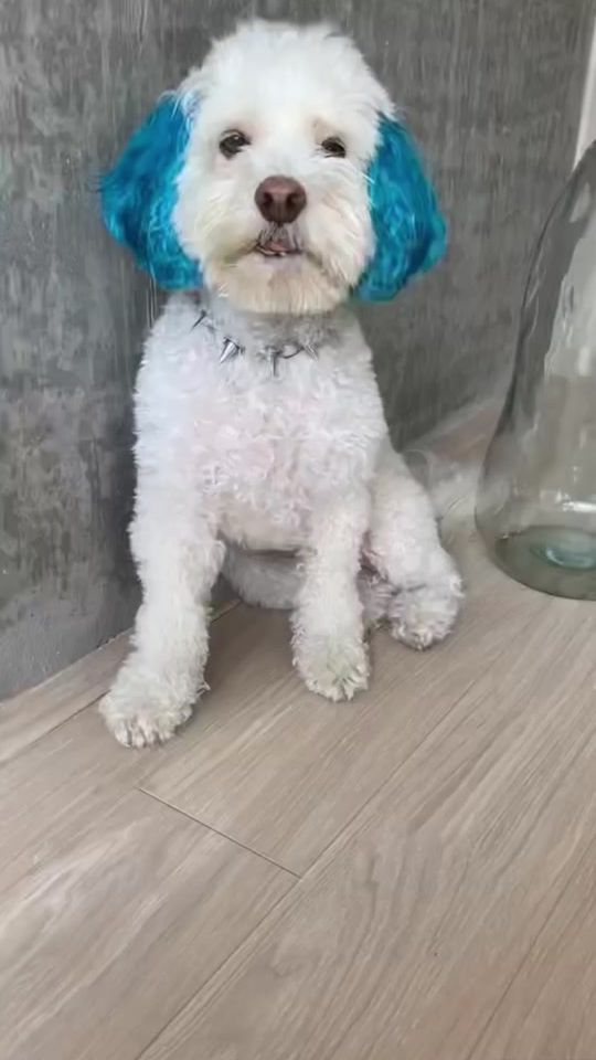 TikTok video thumbnail by sushisaid