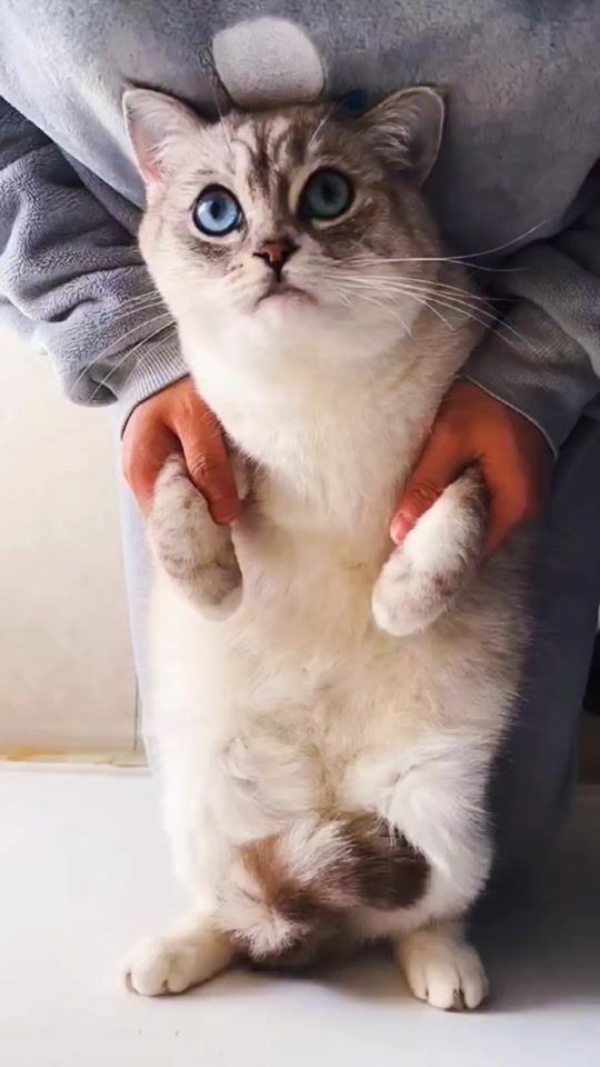 TikTok video thumbnail by migt_catff