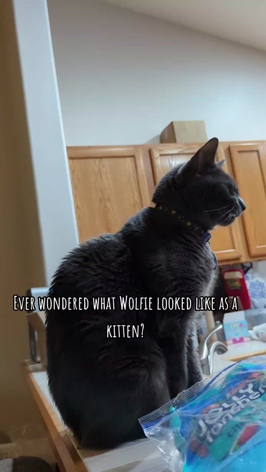 TikTok video thumbnail by wolfiesmiles