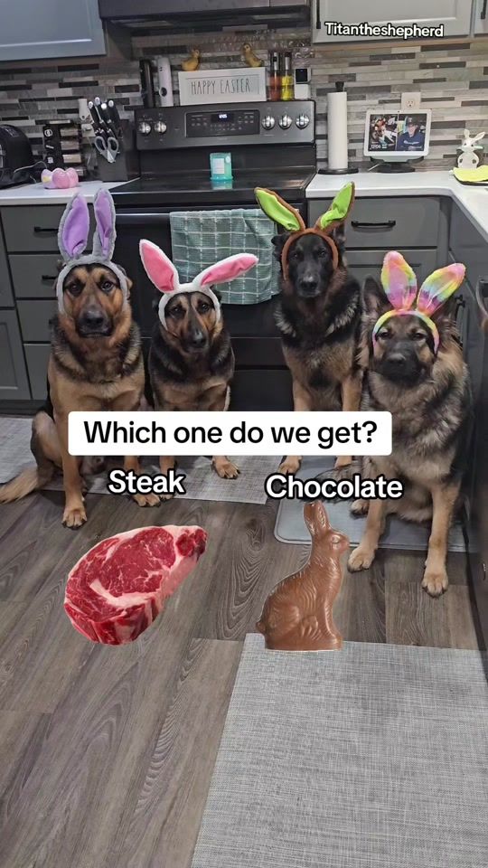 TikTok video thumbnail by titan.the.shepherd