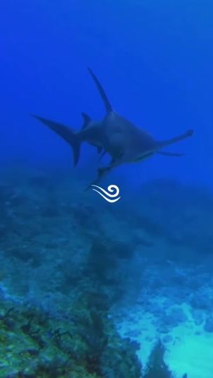 TikTok video thumbnail by pleasantshark