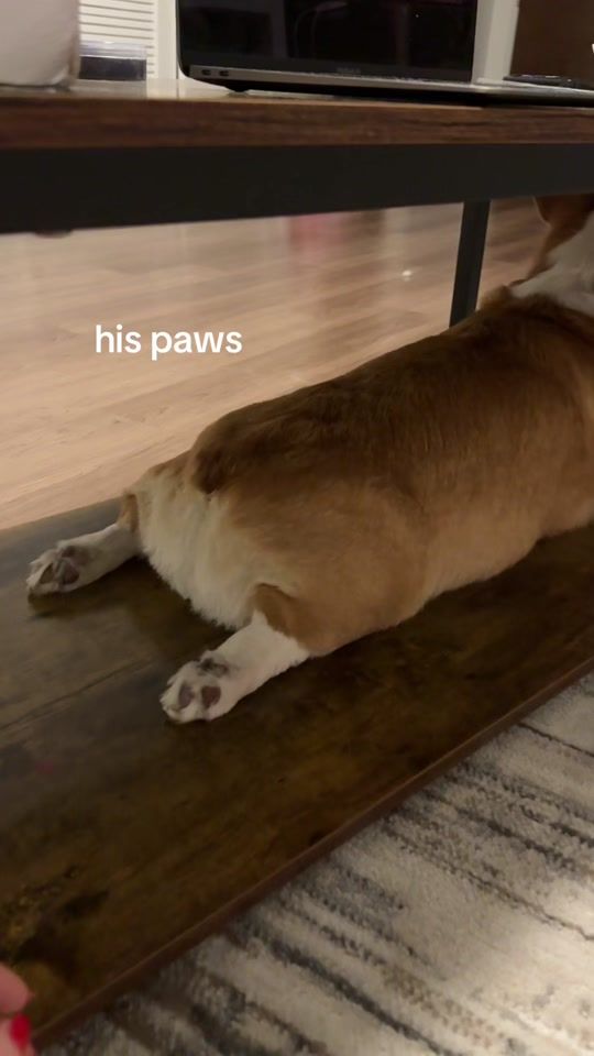TikTok video thumbnail by corgi_conor