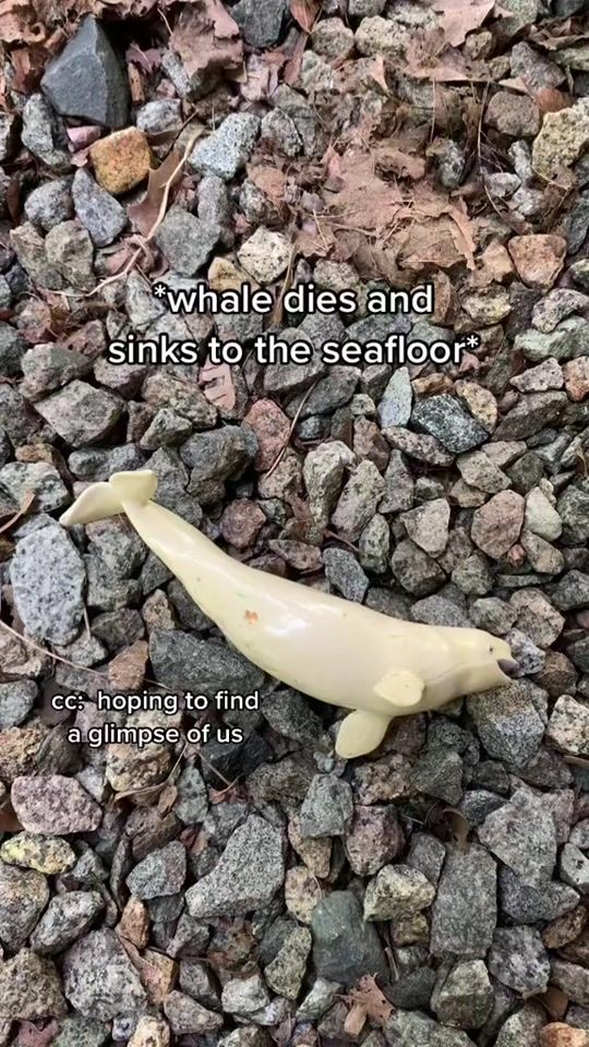 TikTok video thumbnail by wildgreenmemes