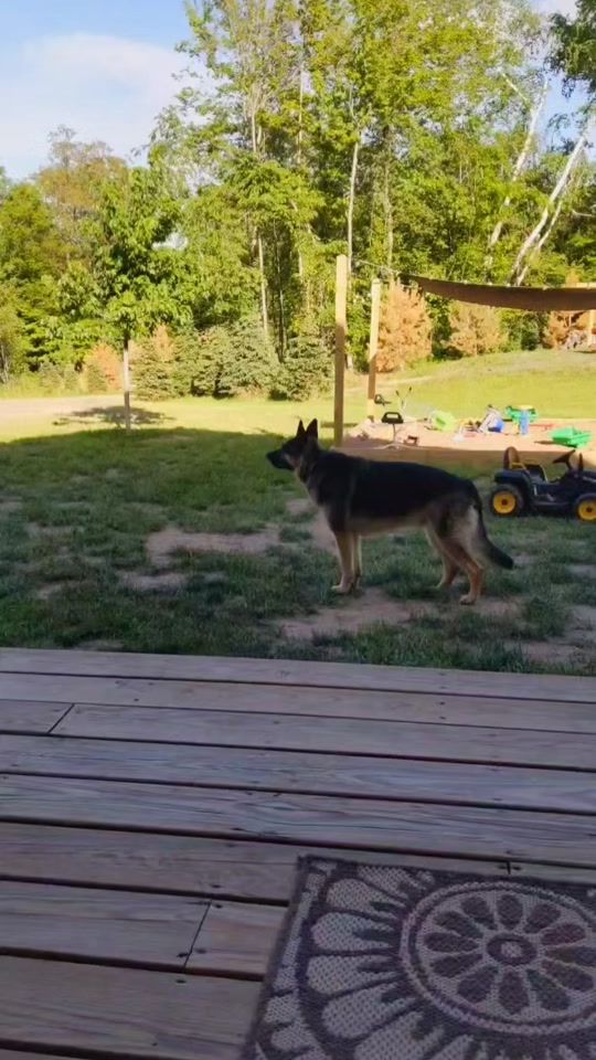 TikTok video thumbnail by germanshepherdkolt
