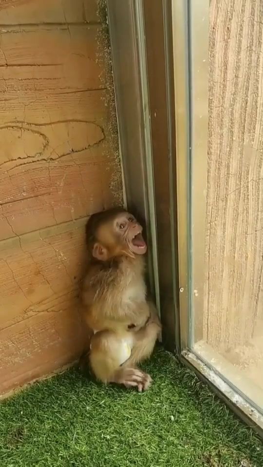 TikTok video thumbnail by pet.fans