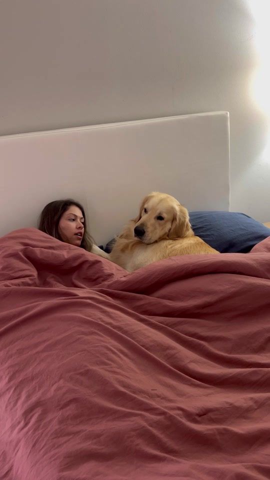 TikTok video thumbnail by goldenchilidog