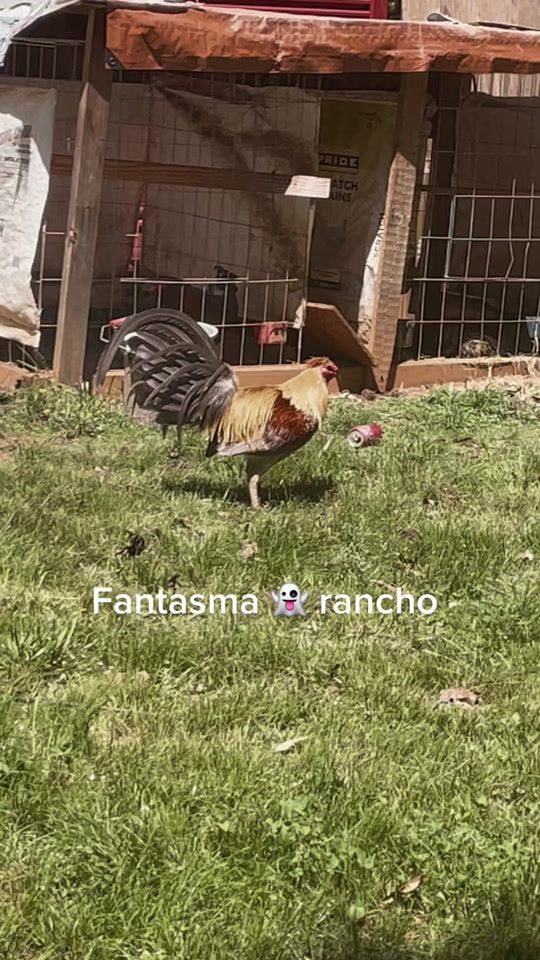 TikTok video thumbnail by fantasmaranch