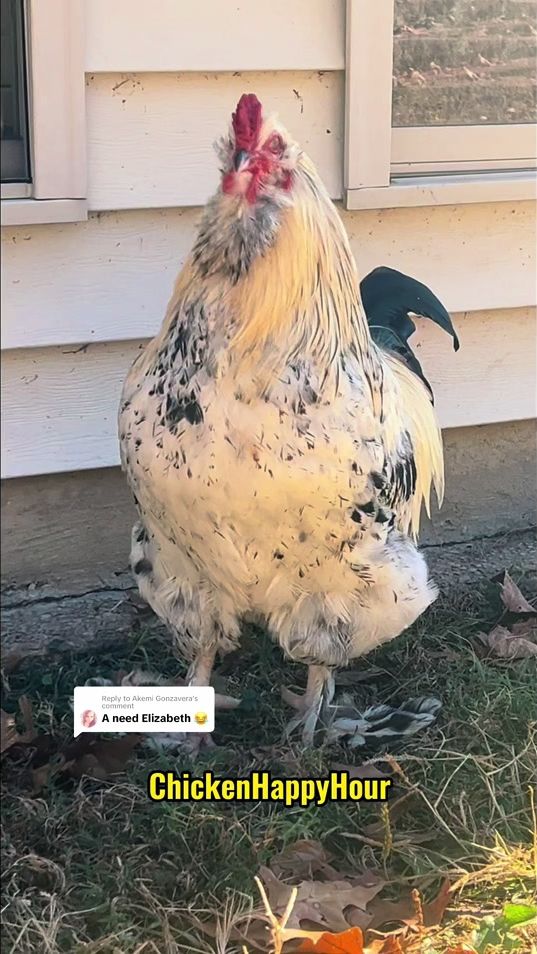 TikTok video thumbnail by chickenhappyhour