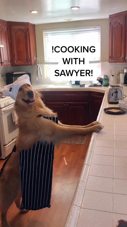 TikTok video thumbnail by sawyerthegoodboy