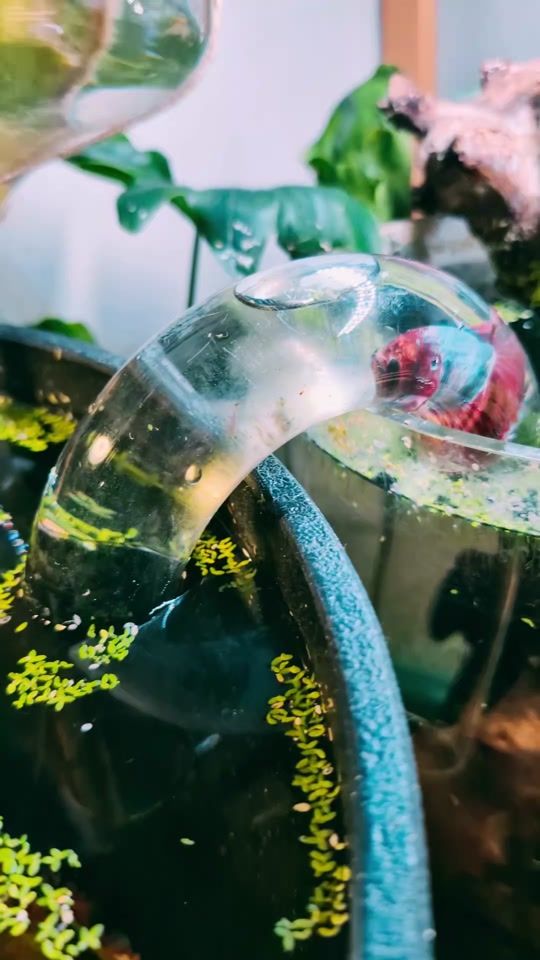 TikTok video thumbnail by global_green13