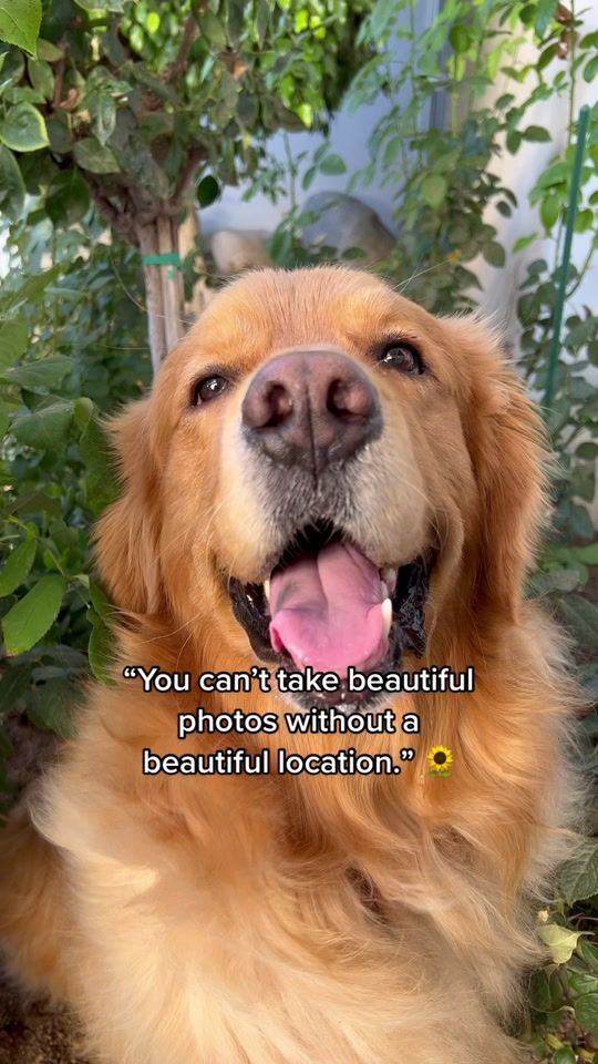 TikTok video thumbnail by thatgoldendog
