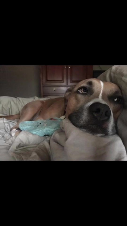 TikTok video thumbnail by sophiedawggie
