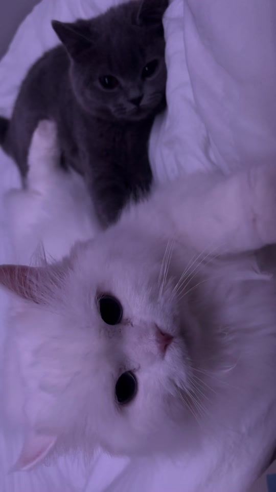 TikTok video thumbnail by misterfergy