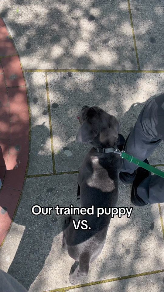 TikTok video thumbnail by jinbe_canecorso