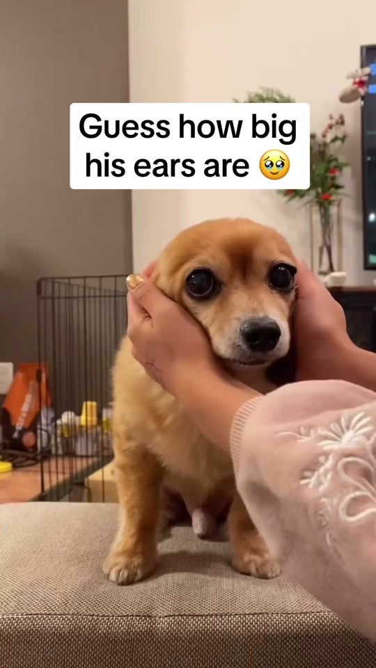 TikTok video thumbnail by spotandtango