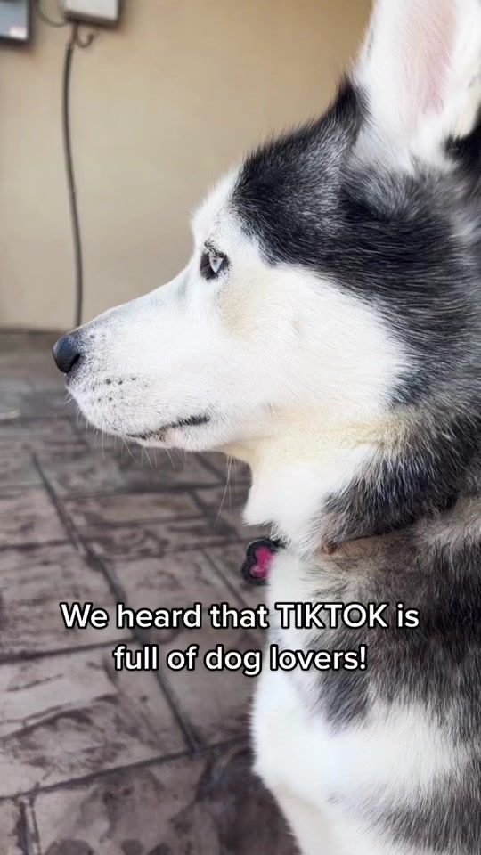 TikTok video thumbnail by bamblueodin