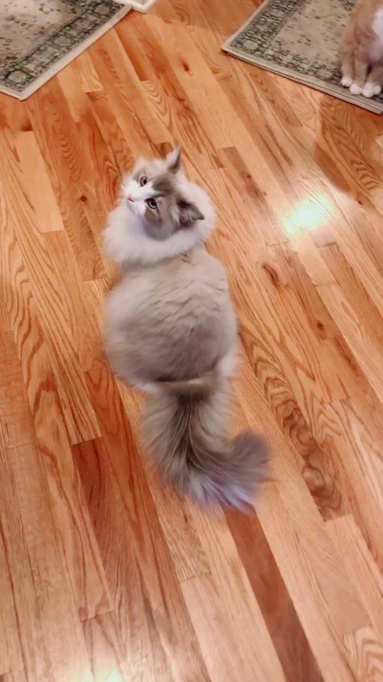 TikTok video thumbnail by eloisefluffcat