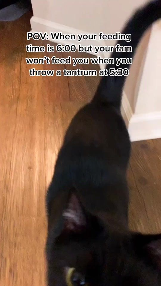 TikTok video thumbnail by wilsonthekitty