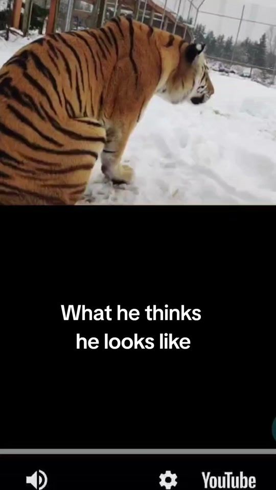 TikTok video thumbnail by crushalicious