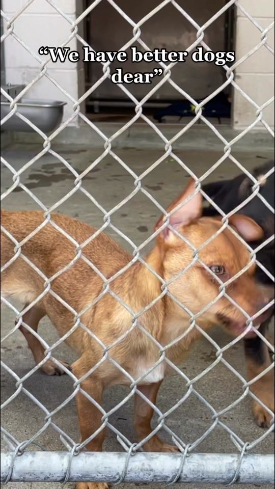 TikTok video thumbnail by fosterpetsofsac