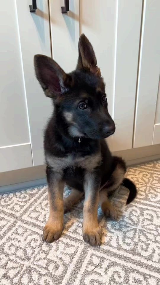 TikTok video thumbnail by izzy_the_shep