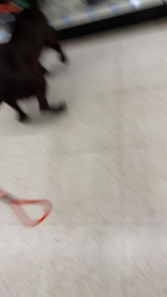 TikTok video thumbnail by bottomlandgundogs