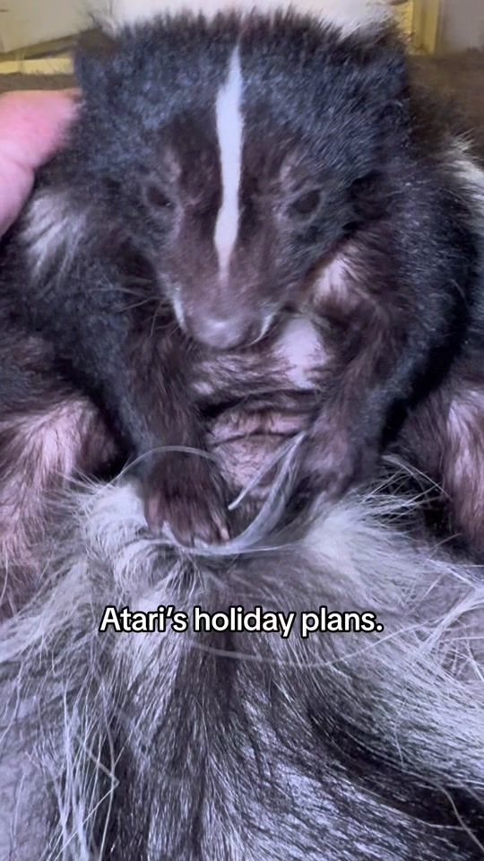 TikTok video thumbnail by zooarcade
