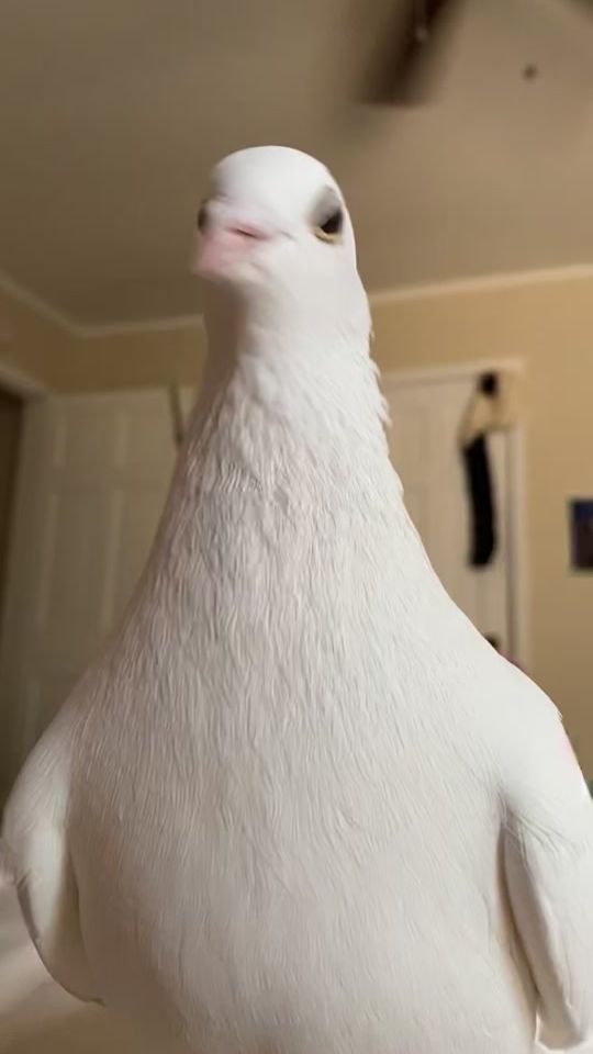 TikTok video thumbnail by thicc.roblox.gf