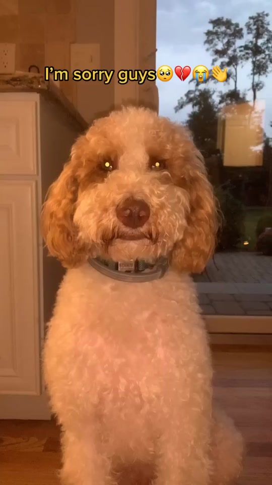 TikTok video thumbnail by thatdoggobarkley