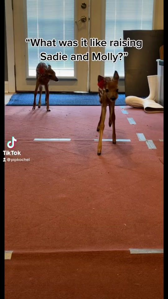TikTok video thumbnail by pipkochel