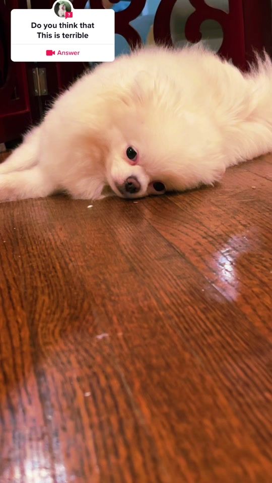TikTok video thumbnail by dogmom917