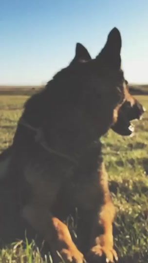 TikTok video thumbnail by .3blueheelers