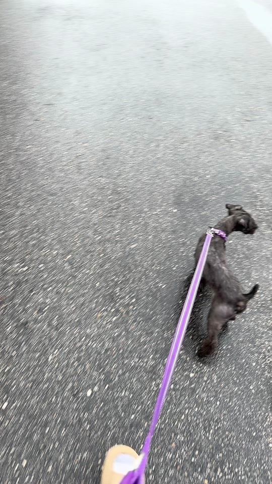 TikTok video thumbnail by _therealdutches