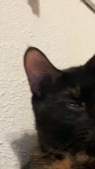 TikTok video thumbnail by athenathetrashcat