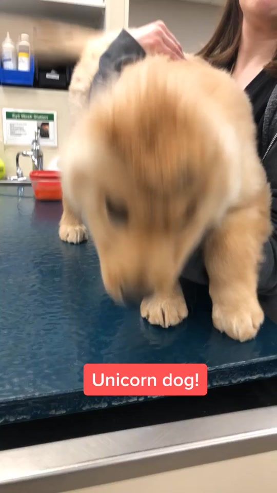 TikTok video thumbnail by sambosmitty