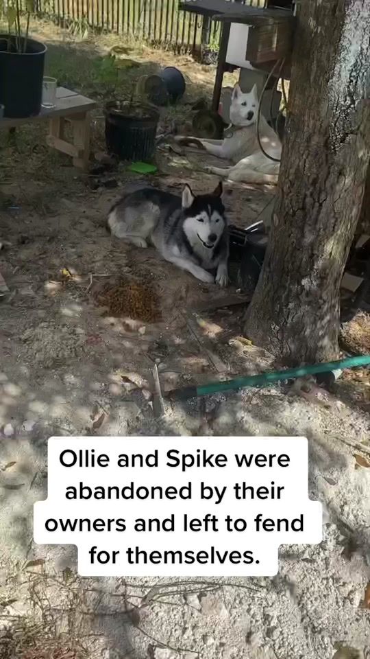TikTok video thumbnail by this.is.houston