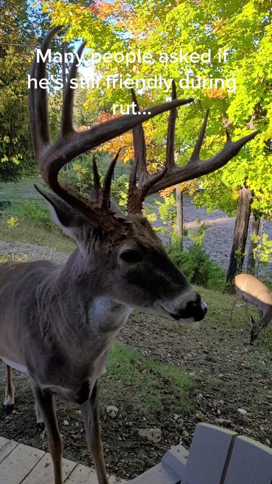 TikTok video thumbnail by bigrackranch.farm