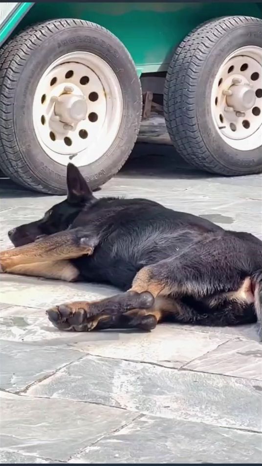 TikTok video thumbnail by loveanimals868