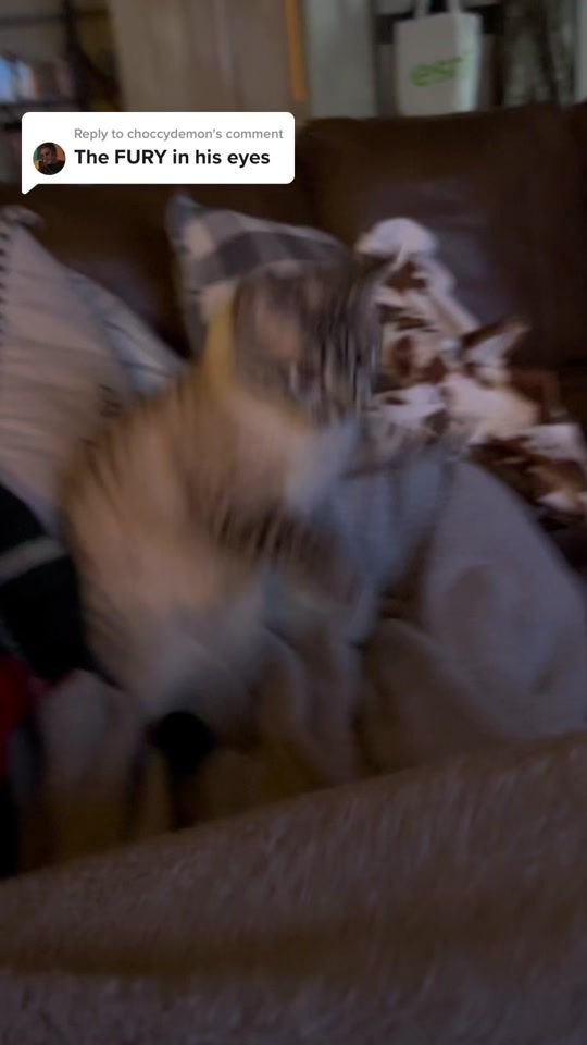 TikTok video thumbnail by norisreynolds