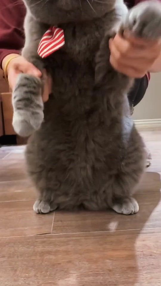 TikTok video thumbnail by petlover.xc