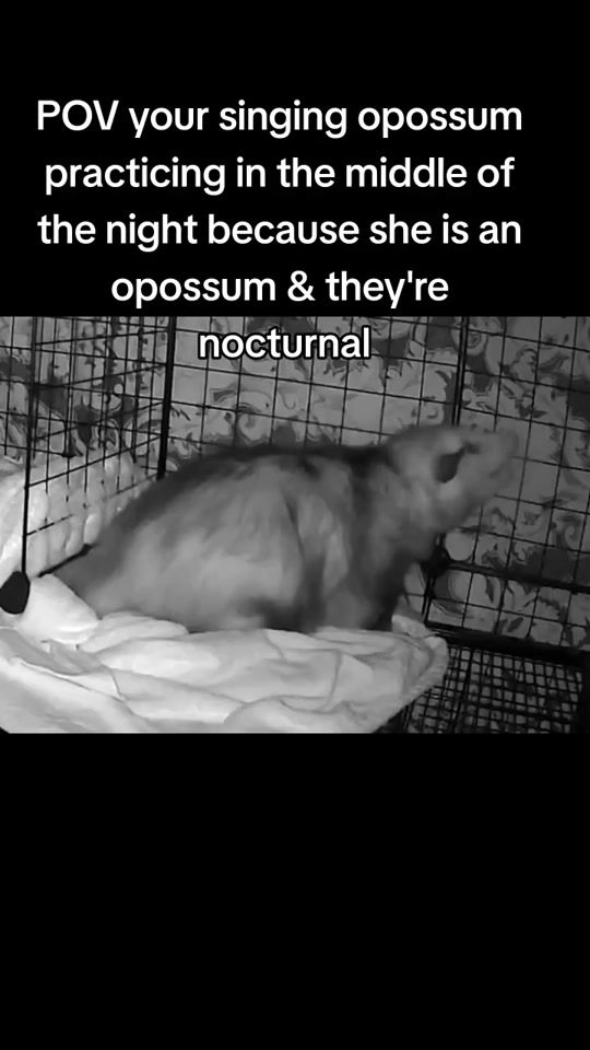 TikTok video thumbnail by opossumdawgmom