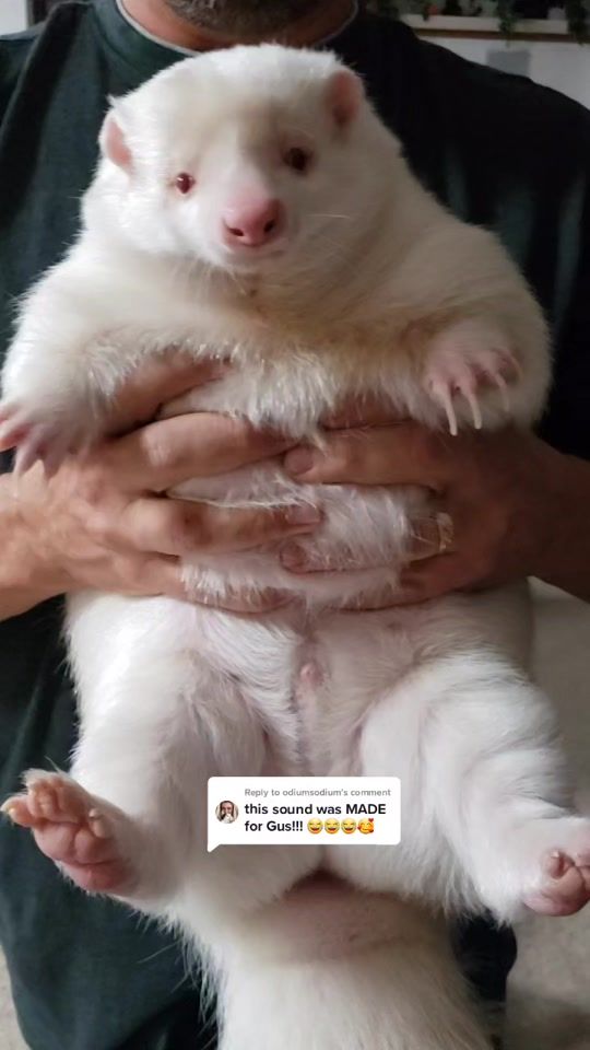 TikTok video thumbnail by gus.the.skunk