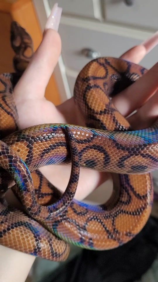 TikTok video thumbnail by spidersilkmage